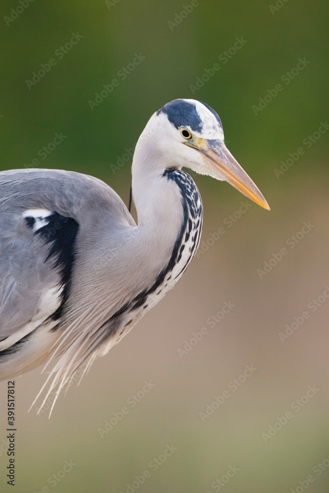 Blauwe Reiger, Grey Heron, Ardea cinerea