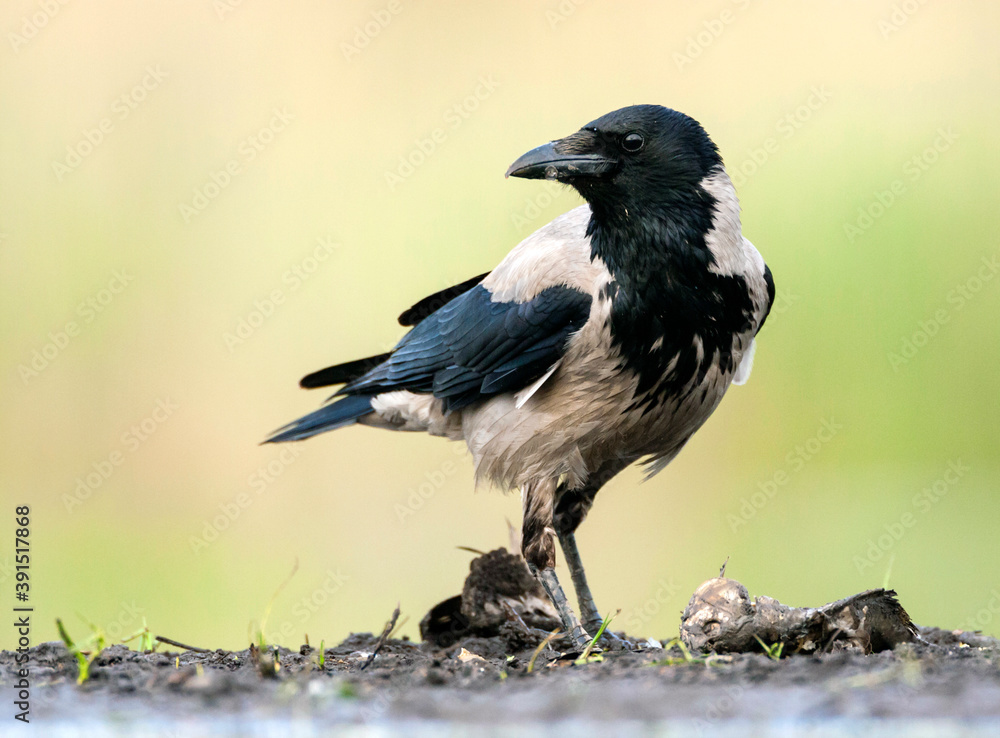 Bonte Kraai, Hooded Crow, Corvus cornix Bonte Kraai, Hooded Crow, Corvus cornix