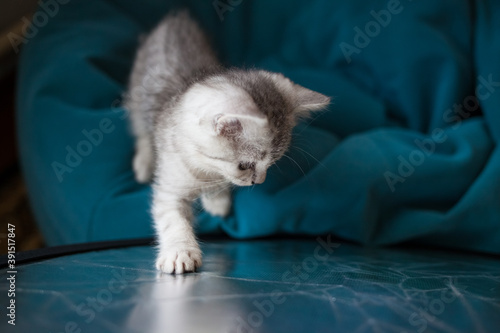 Bild auf Leinwand cat and kitten