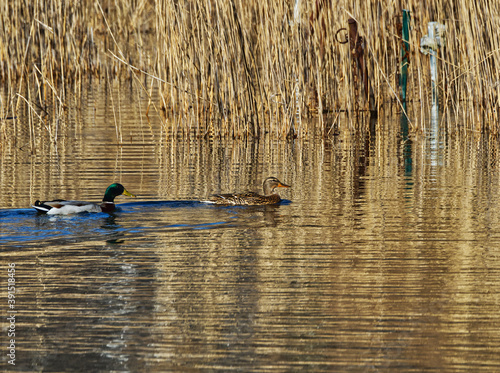 Two malldard ducks. Male and female.