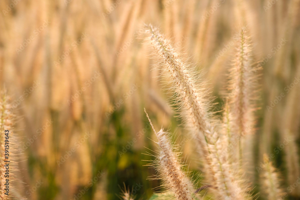 Poaceae Grass Flowers Field and Poaceae background Poaceae Grass Flowers Field and Poaceae background