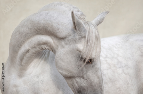 Fotografia white horse portrait