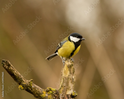 Proud Great Tit, Parus major, perched on top of old apple tree branch with blurred background