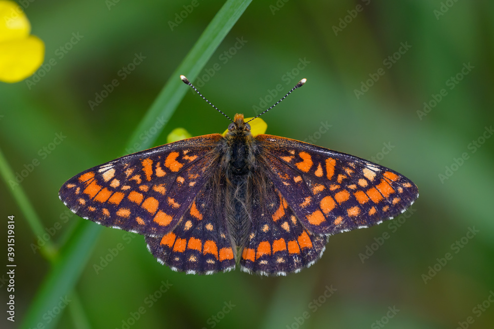 Obraz premium Euphydryas maturna