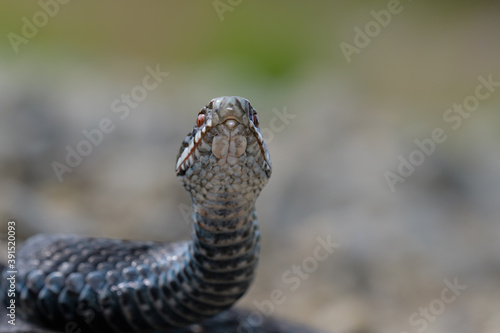 Obraz na plátne Vipera berus