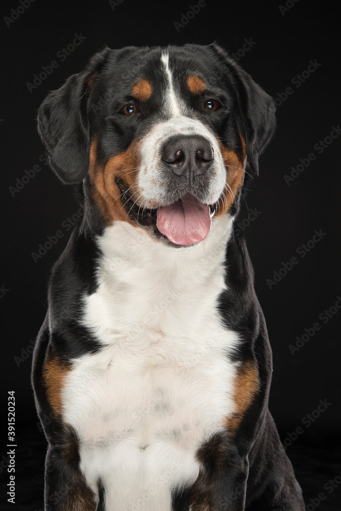 Portrait of a Greater Swiss Mountain dog on a black background Portrait of a Greater Swiss Mountain dog on a black background