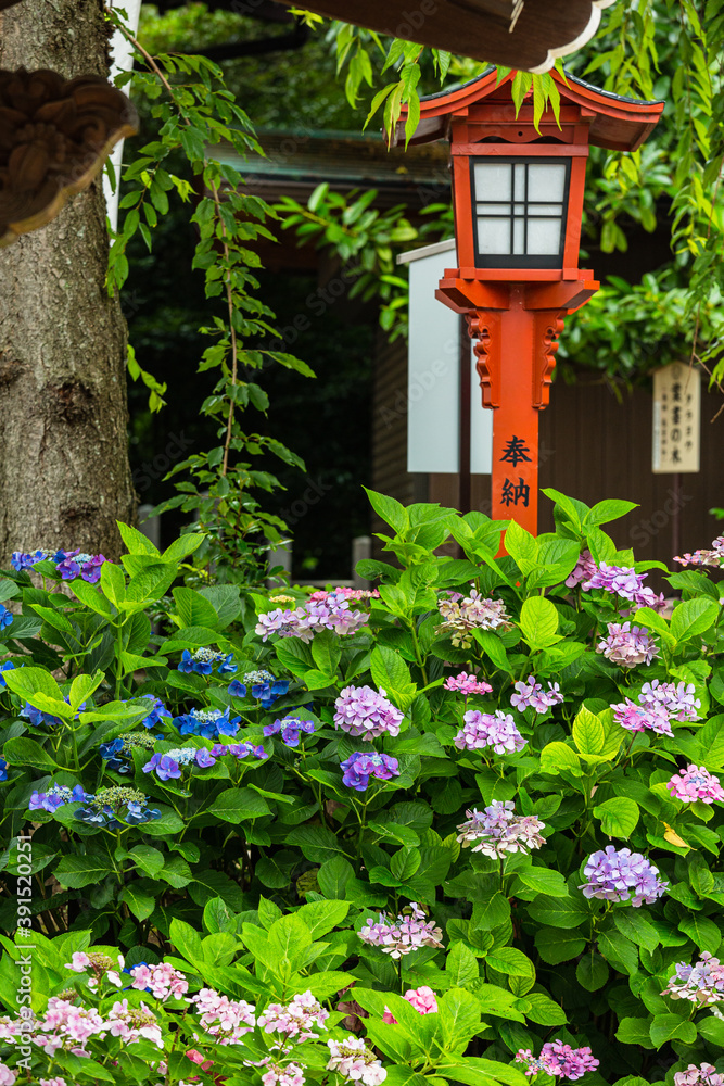 日本　埼玉県川越市、川越八幡宮の境内に咲く紫陽花