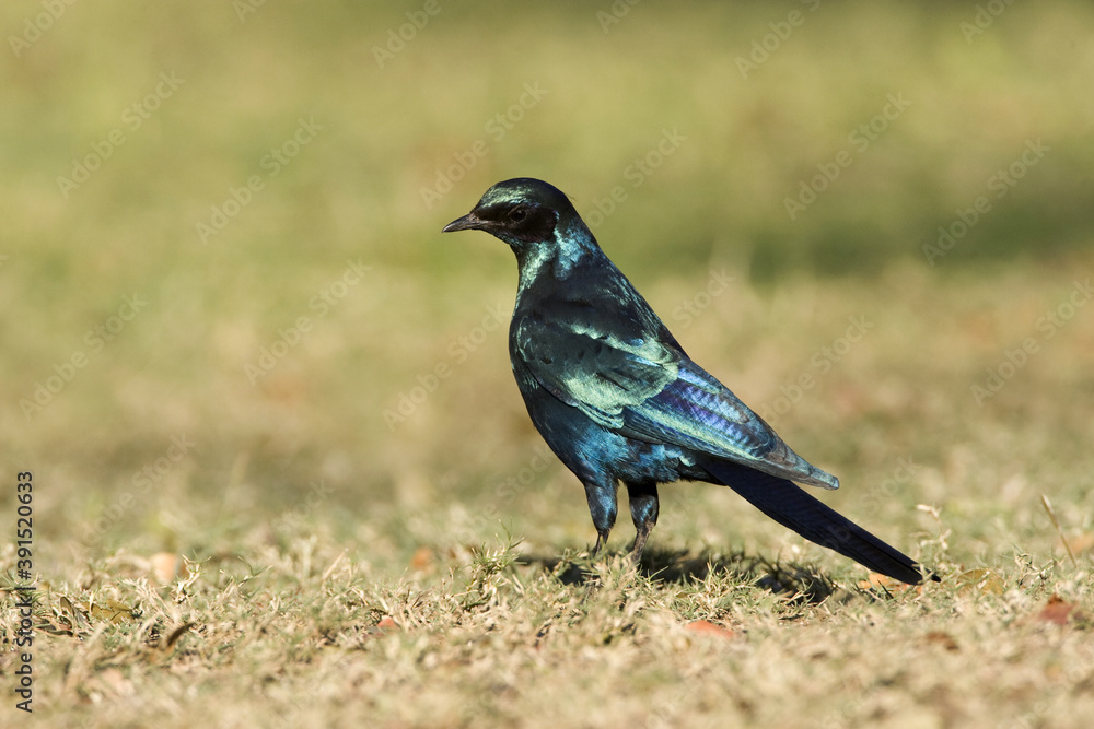 Burchell's Starling, Lamprotornis australis