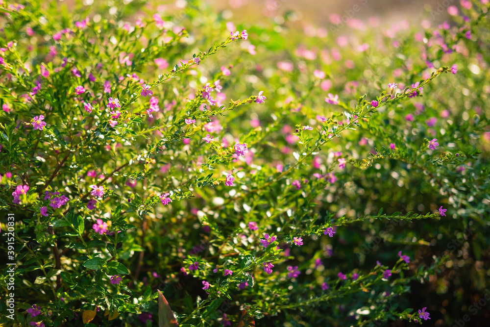 Morning light spring  with False Heather flowers