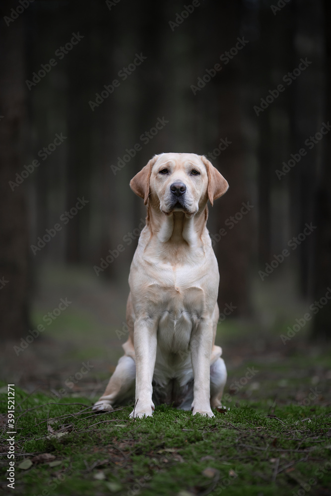 Pretty sitting yellow labrador retriever  looking at the camera in a dark forest with trees in the background