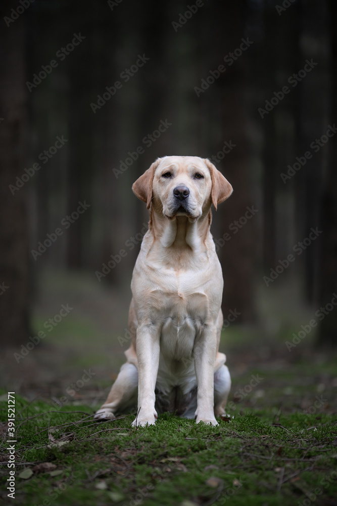Pretty sitting yellow labrador retriever looking at the camera in a dark forest with trees in the background Pretty sitting yellow labrador retriever looking at the camera in a dark forest with trees in the background