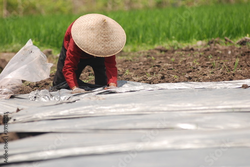 Female worker wearing conical hat laying plastic cover over soybeans crop in Jember, East Java, Indonesia.