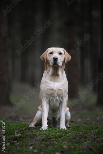 Pretty sitting yellow labrador retriever looking at the camera in a dark forest with trees in the background