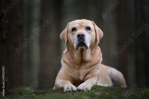 Pretty yellow labrador retriever lying down looking at the camera in a dark forest with trees in the background