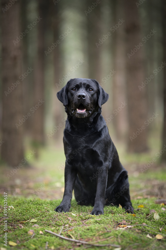 Pretty black labrador retriever sitting on moss with trees in the background in a forest