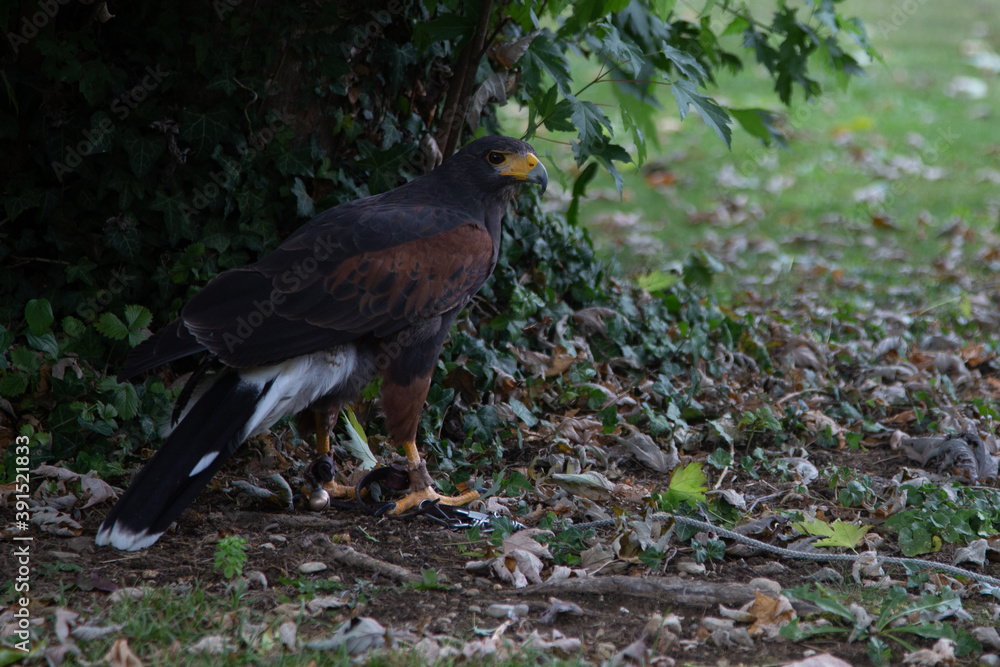 Fototapeta premium Buse