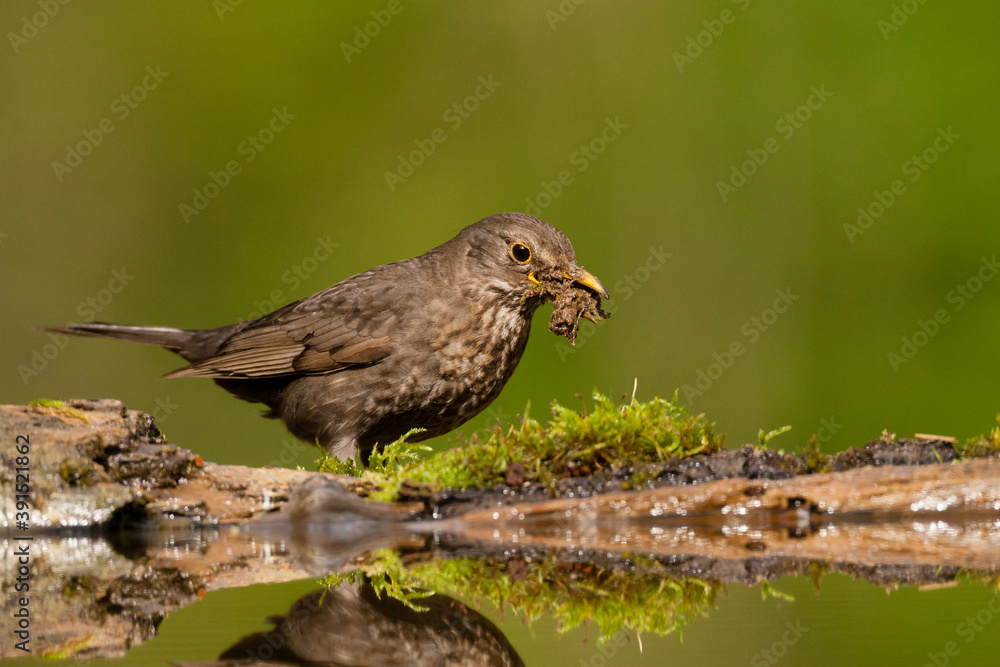 Merel, Eurasian Blackbird, Turdus merula Merel, Eurasian Blackbird, Turdus merula