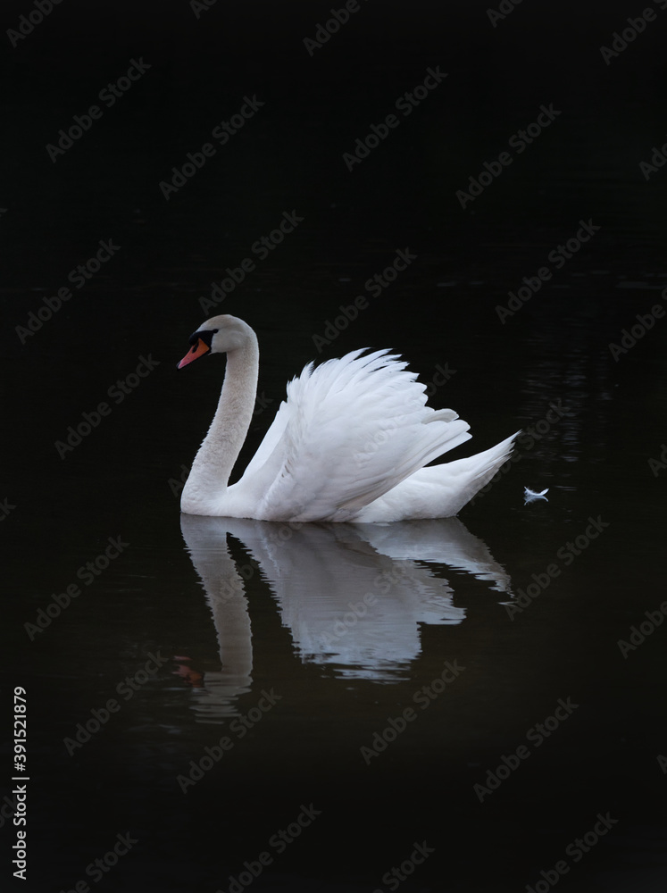 Fototapeta premium White elegant swan on a dark background on a vertical picture.