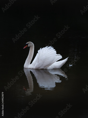 Fototapeta Naklejka Na Ścianę i Meble -  White elegant swan on a dark background on a vertical picture.