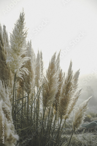 Natur im Nebel