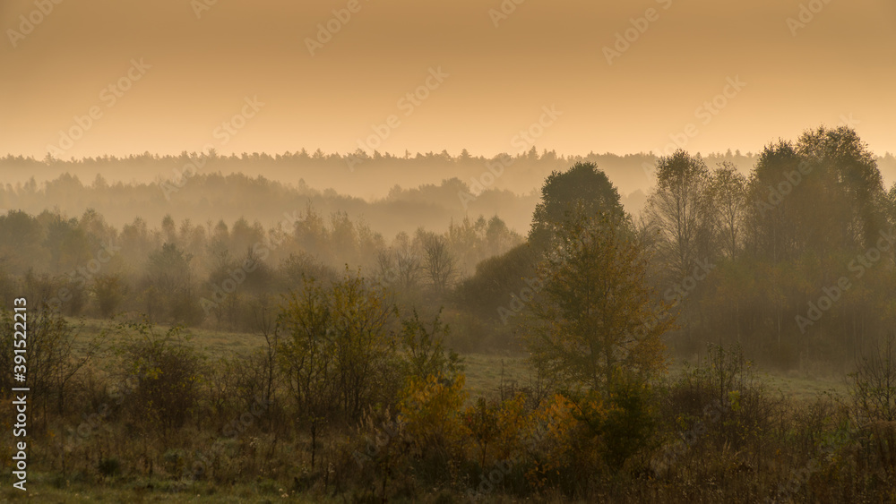 Fototapeta premium Wschód słońca we mgle nad lasem