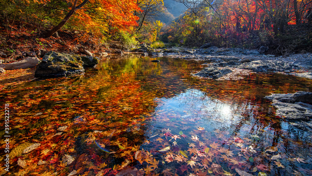 autumn in the forest