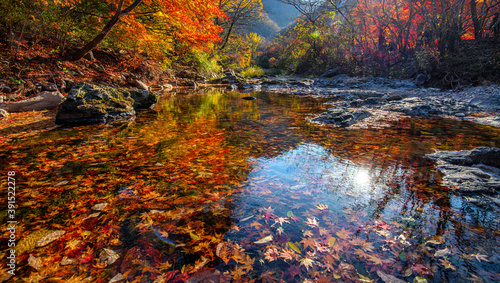 autumn in the forest