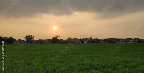 sunset in the field © Adam