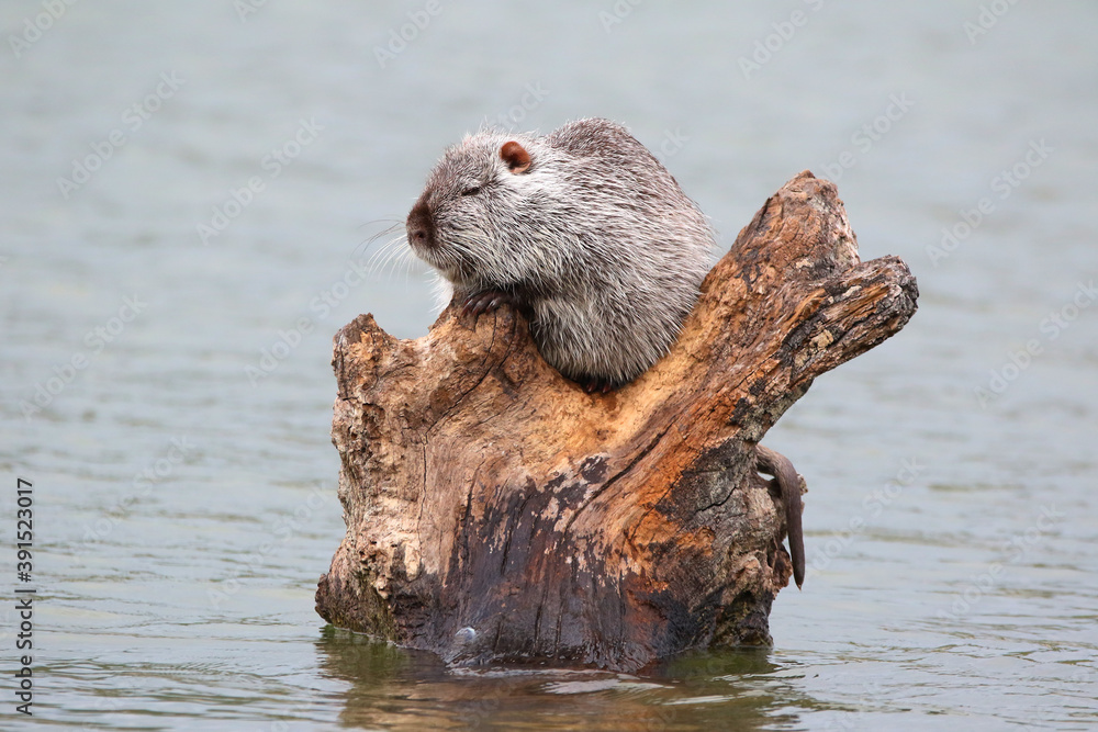photograph of a muskrat on a lake in the wild.