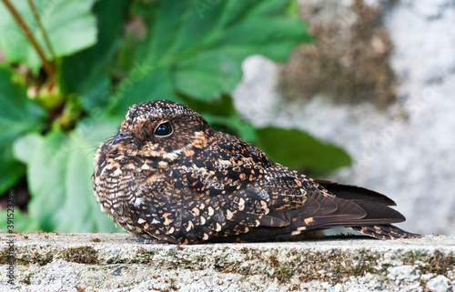 Vleugelbandnachtzwaluw, Band-winged Nightjar, Systellura longirostris photo