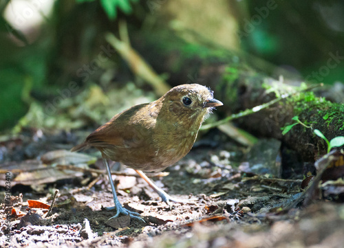 Caldasmierpitta, Brown-banded Antpitta, Grallaria milleri photo