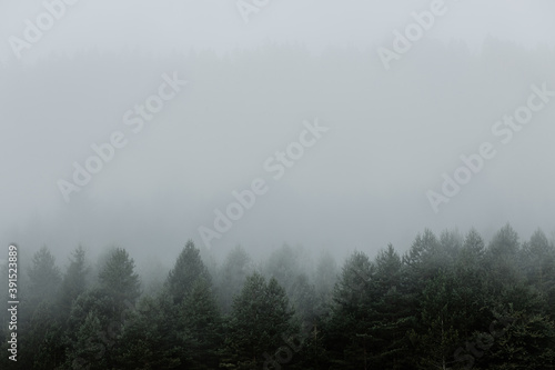 Foggy pine tree forest in the mountains