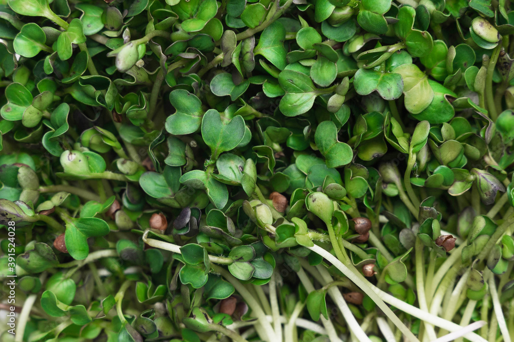 Microgreens macro background image. superfood concept. ecology Microgreens macro background image. superfood concept. ecology