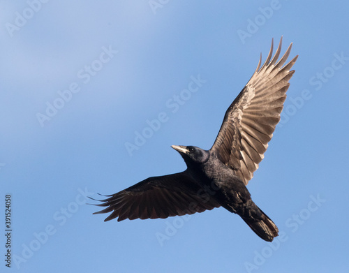 Rook  Corvus frugilegus