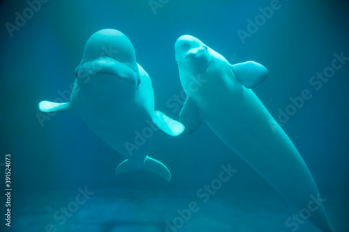 Beluga whales in captivity at an aquarium in Dalian, China Fototapet