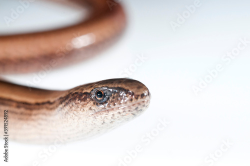 Принти на полотні Blind worm (Anguis veronensis) on white background, Italy.