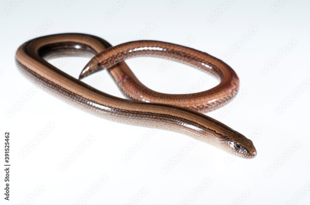 Blind worm (Anguis veronensis) on white background, Italy. Blind worm (Anguis veronensis) on white background, Italy.