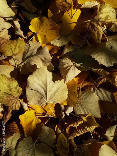 Tapis de feuilles jaune d'automne 