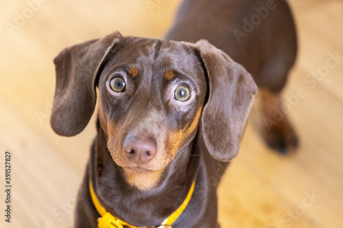 Miniature Dachshund looking at the Camera
