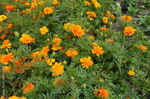 Blooming orange Tagetes patula in mid July