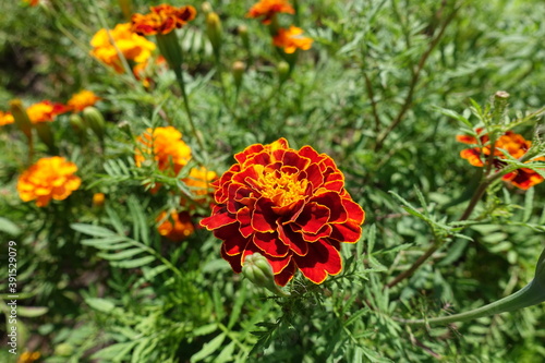 French marigolds with red and yellow flowers in July