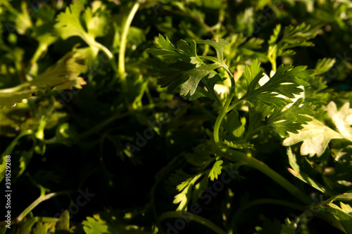 close shot of coriander leaves isolated