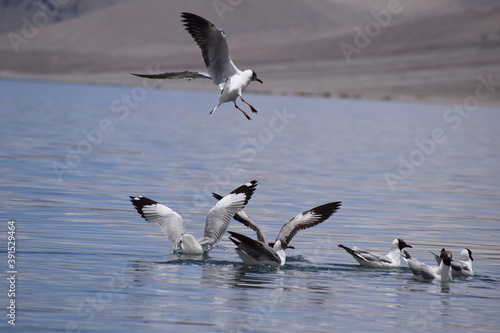 geese swimming in the water in pangong  lake leh ladakh © suchit