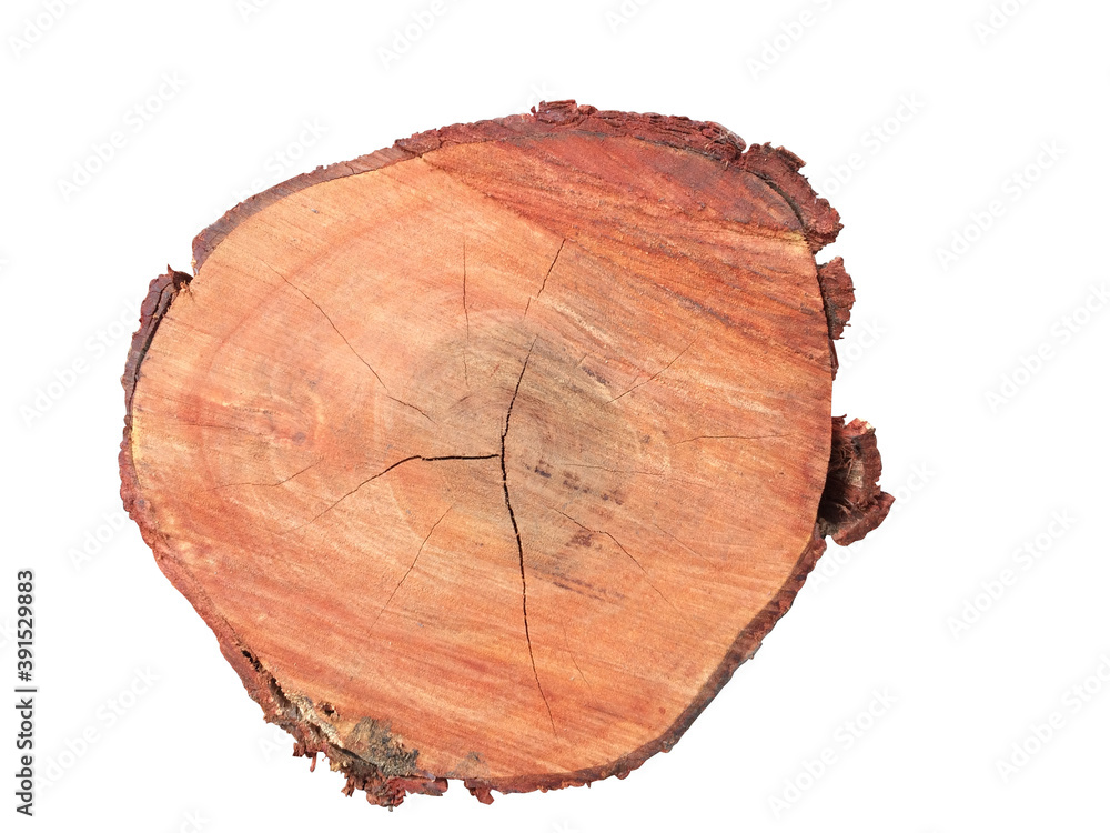 Brown tree stump Cut into large circles on the White Background Brown tree stump Cut into large circles on the White Background