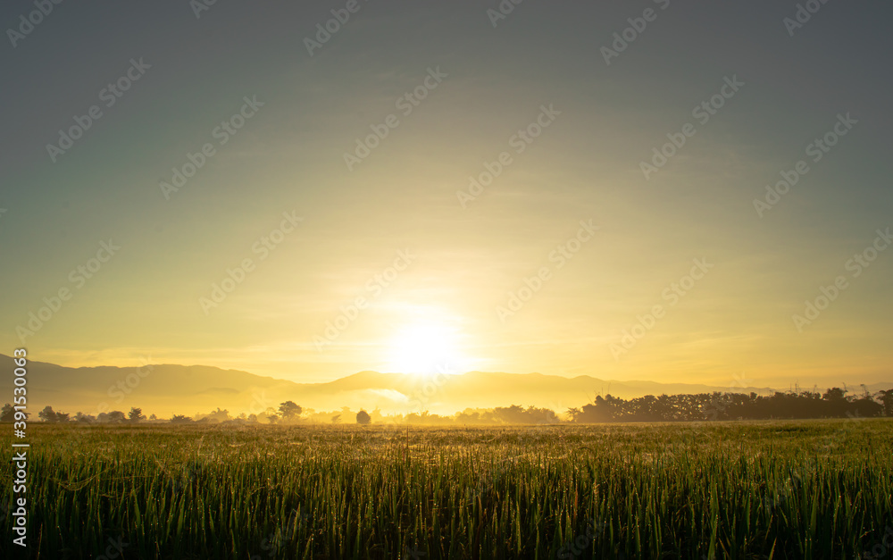 Beautiful green rice fields and sunrise background. Landscape view over paddy field on sunrise time.