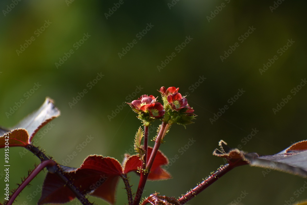wild flower in blurred background