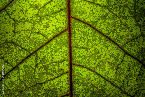 Close up of a green leaf with red veins