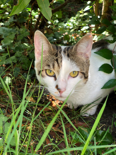 cat on the grass