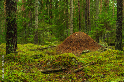 Large anthill in the middle of a green forest