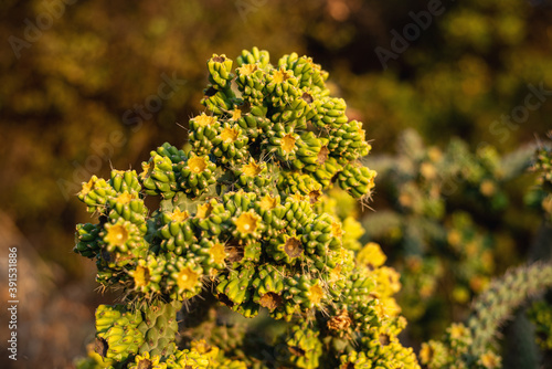 Yellow succulent plant growing outdoor in Greece